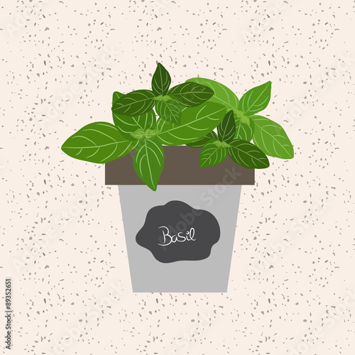 Vector - Fresh basil herb in a flowerpot. Aromatic leaves used to season meats, poultry, stews, soups, bouquet granny
