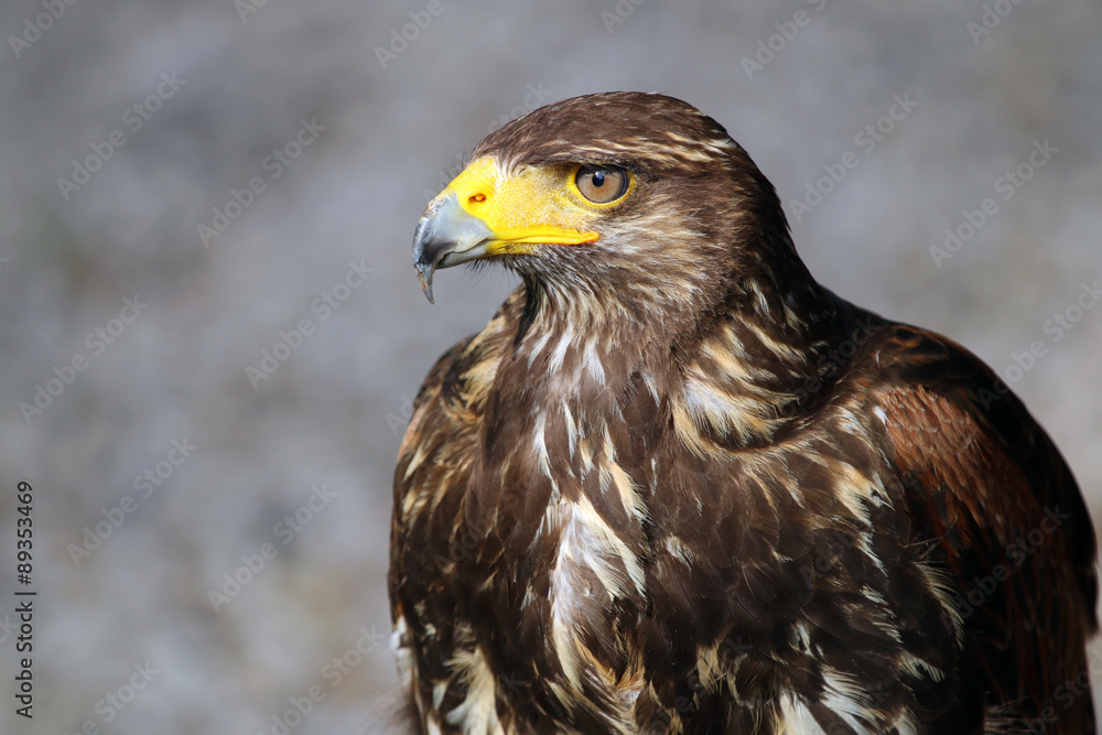 Portrait of a buzzard with a grey background Portrait of a buzzard with a grey background
