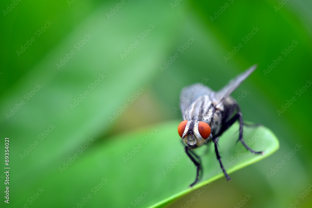 Fototapeta premium Macro view of fly