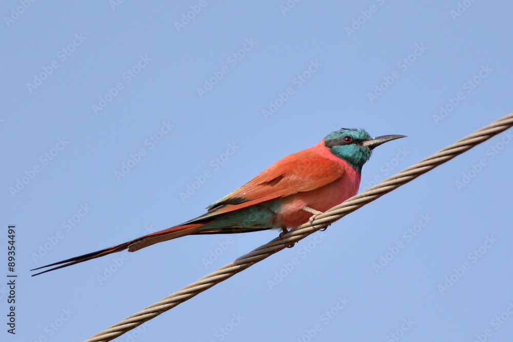 Fototapeta premium guêpier carmin