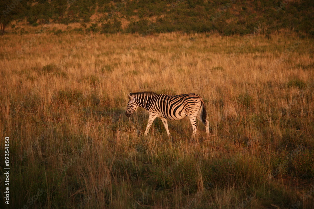 Naklejka premium Lone Zebra walking through bush at dawn Pilanesberg game reserve, South Africa