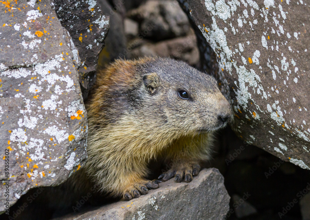 marmot #6