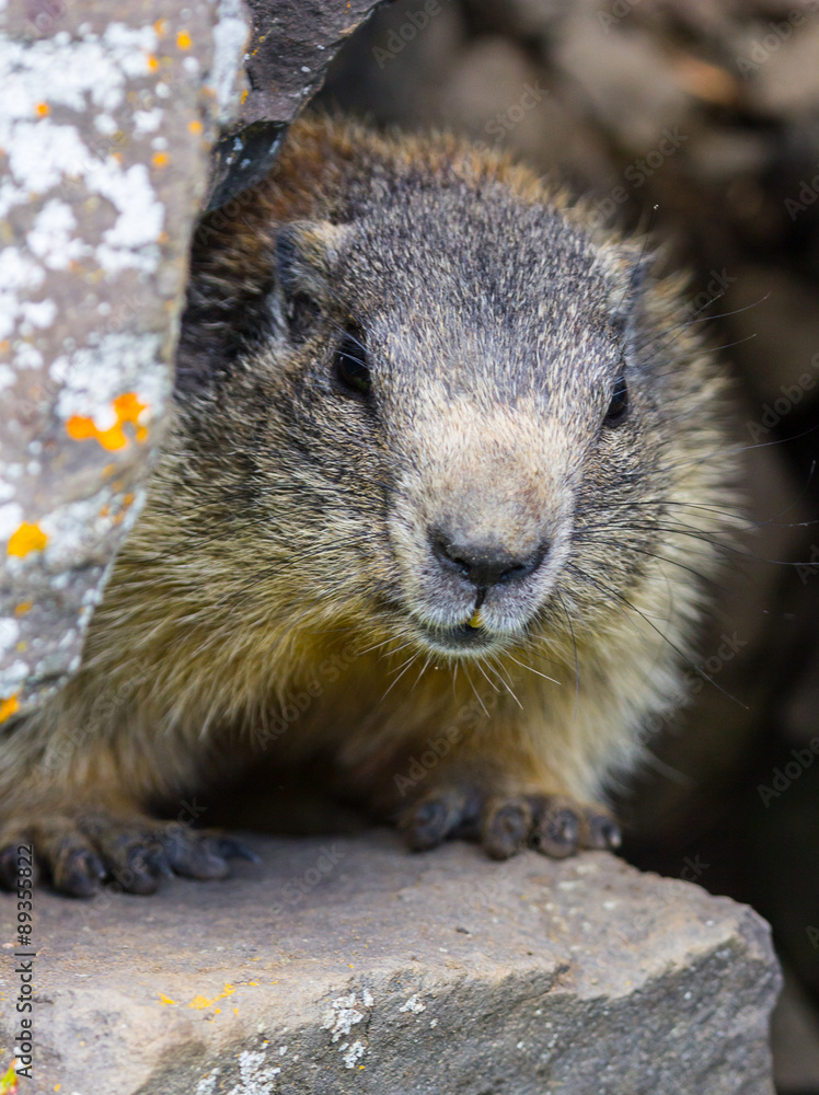 marmot #4