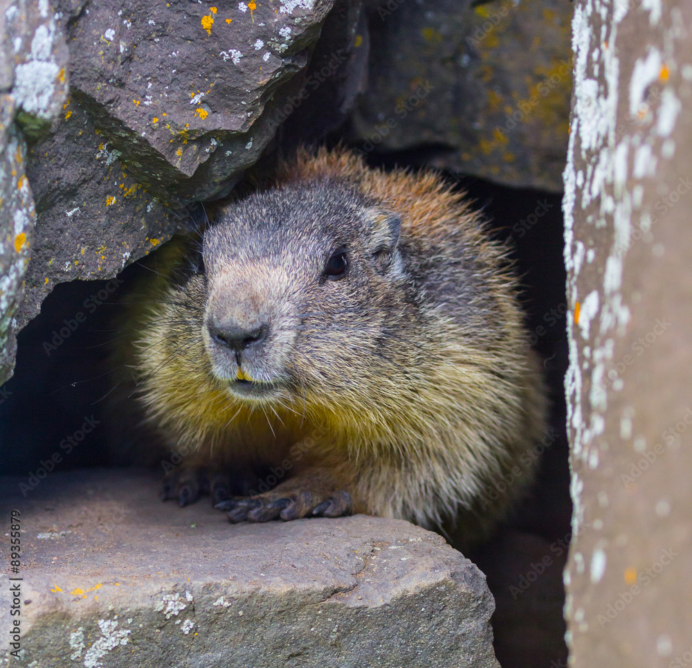 marmot #1