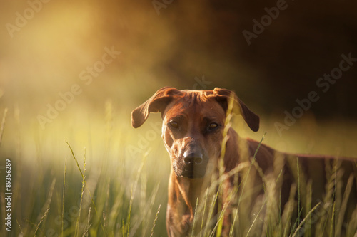 Hund Rhodesian Ridgeback schaut aus Gras