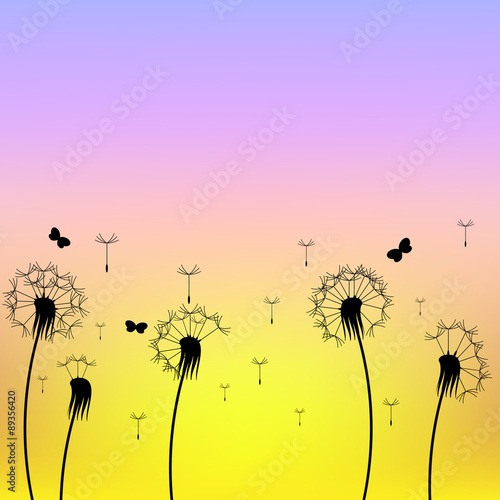 abstract dandelions silhouettes at the sunset background vector
