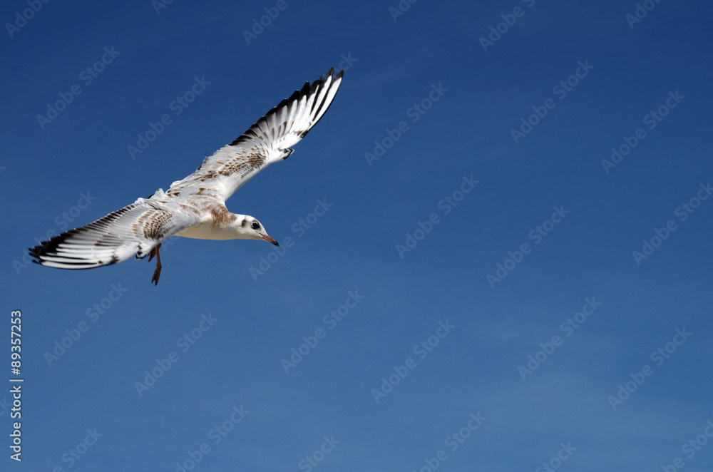 Möwe am Strand der Ostsee auf der Insel Usedom