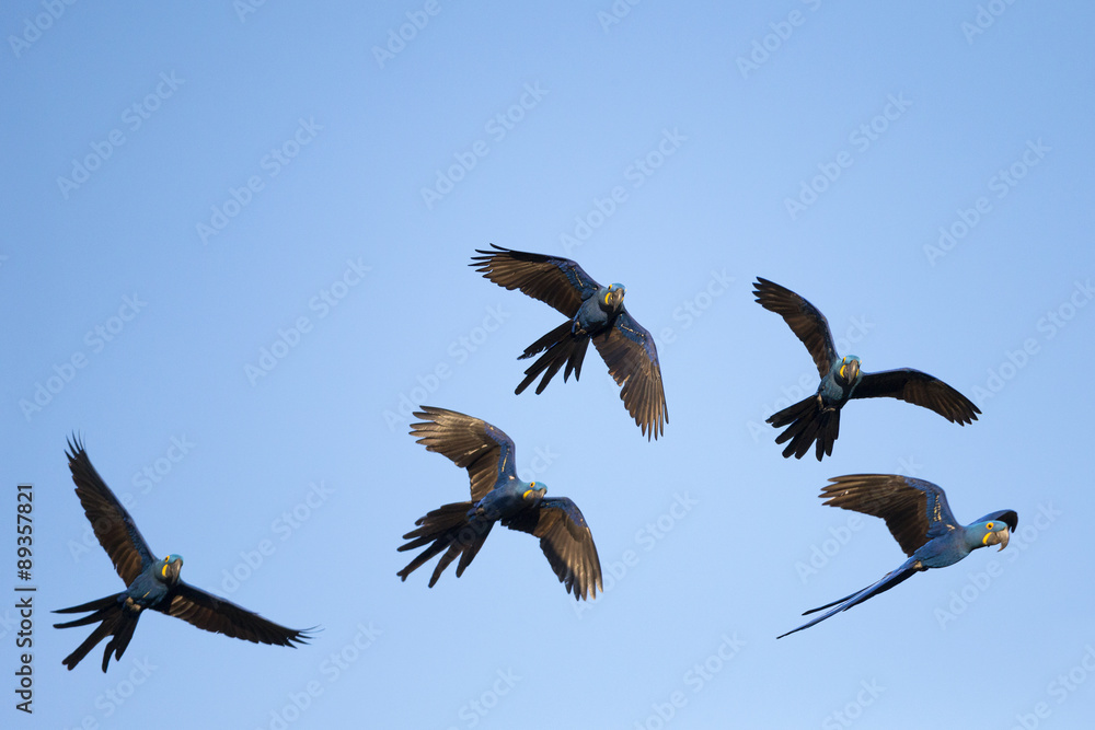 Hyazintharas im Flug Hyazintharas im Flug