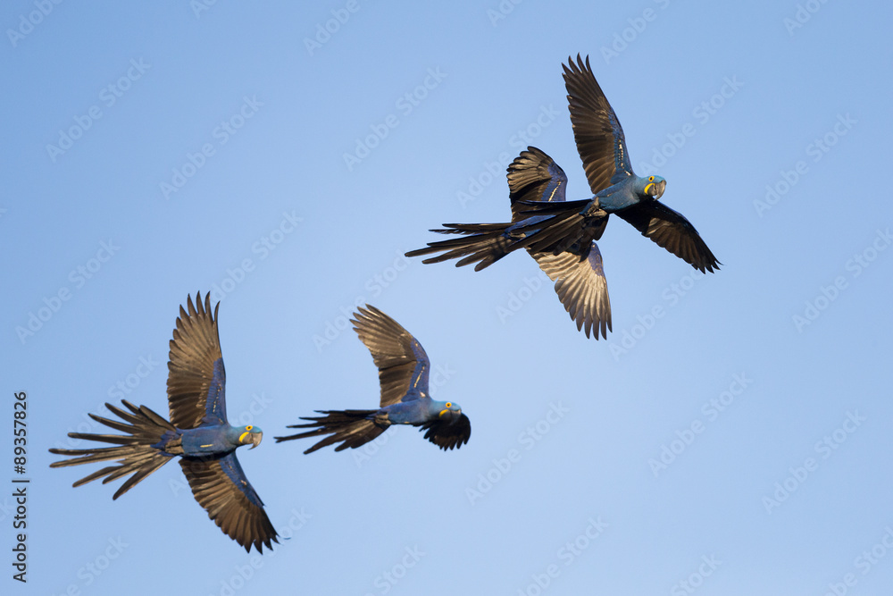 Obraz premium Hyazintharas im Flug