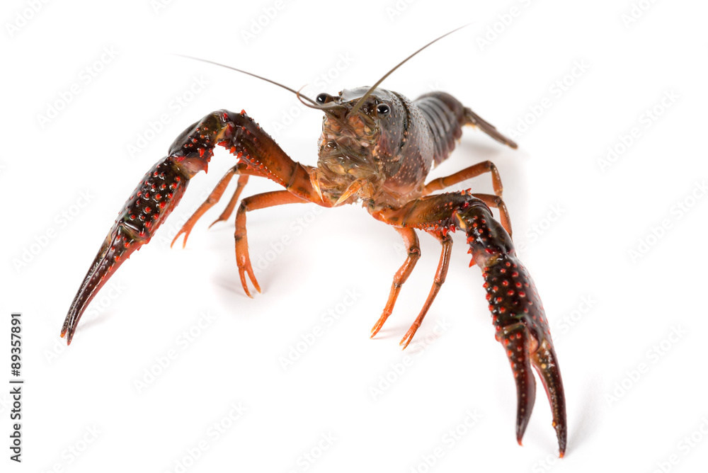 Gambero di fiume vivo isolato su sfondo bianco Gambero di fiume vivo isolato su sfondo bianco