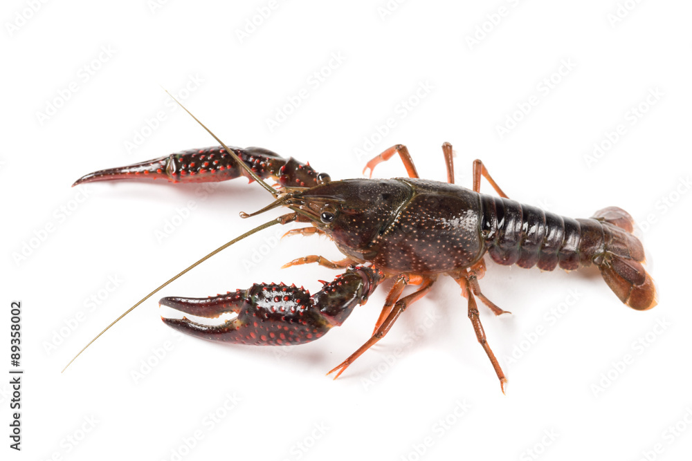 Gambero di fiume vivo isolato su sfondo bianco Gambero di fiume vivo isolato su sfondo bianco