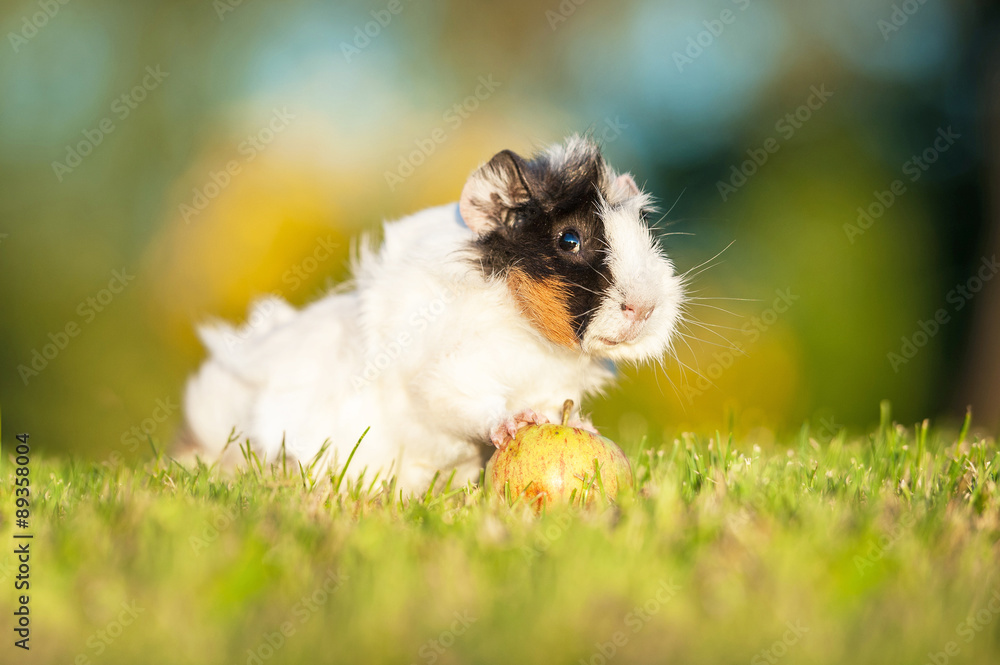 Guinea pig standing on the apple in summer 
