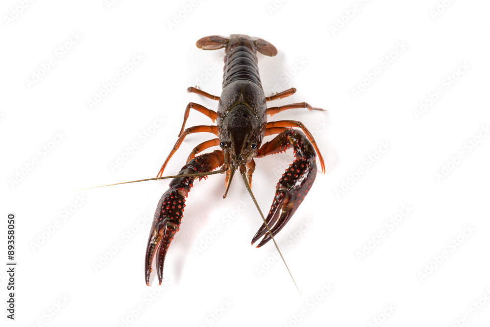 Gambero di fiume vivo isolato su sfondo bianco