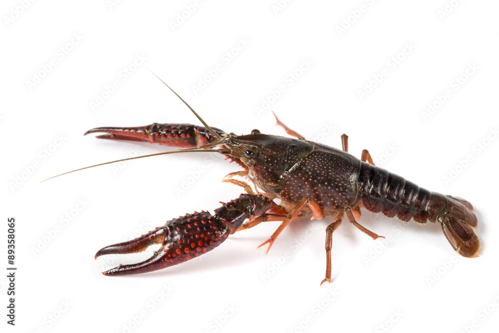 Gambero di fiume vivo isolato su sfondo bianco Gambero di fiume vivo isolato su sfondo bianco