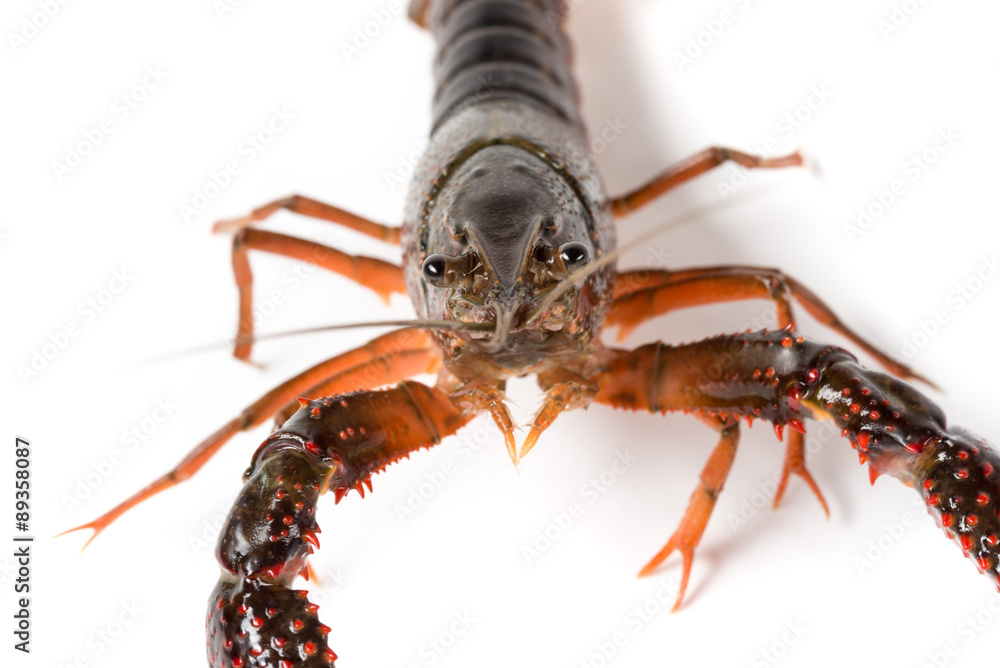Gambero di fiume vivo isolato su sfondo bianco Gambero di fiume vivo isolato su sfondo bianco