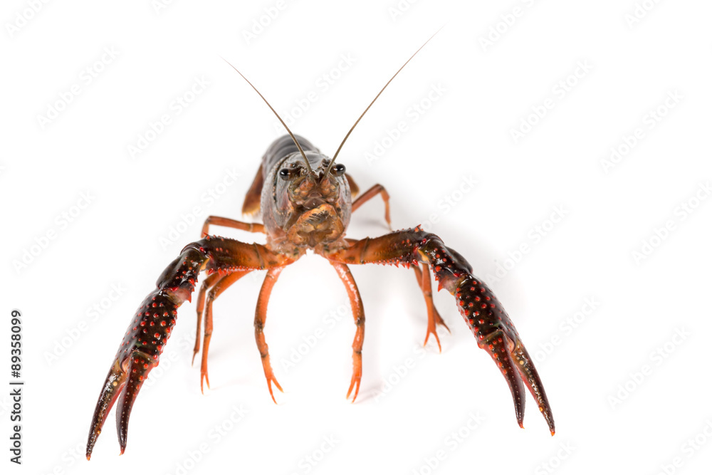 Gambero di fiume vivo isolato su sfondo bianco Gambero di fiume vivo isolato su sfondo bianco