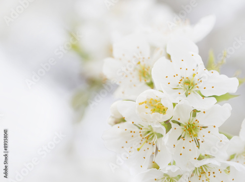 Fototapeta Naklejka Na Ścianę i Meble -  Crimean branch of cherry blossoms in April