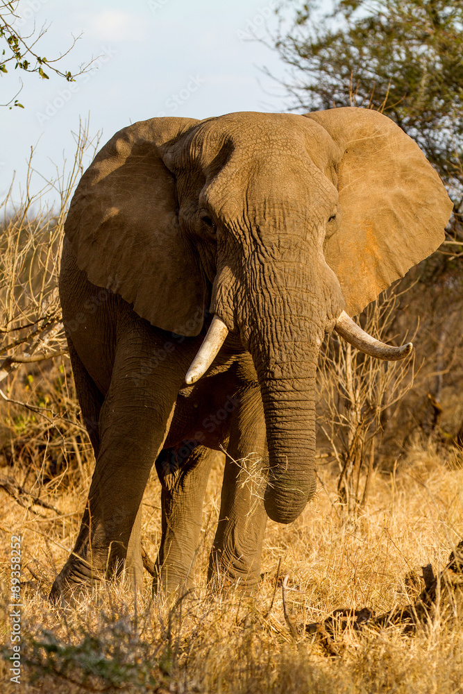 Fototapeta premium elephant in Kruger national park