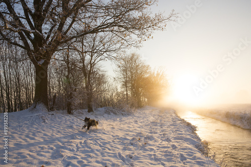 Australian Shepherd rennt durch den Schnee