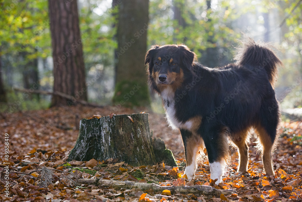 Australian Shepherd im Wald Australian Shepherd im Wald