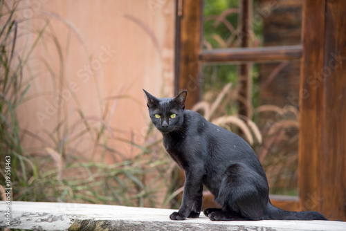 black cat © aon168