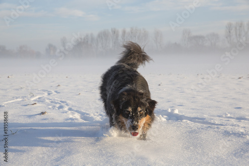 Australian Shepherd rennt durch den Schnee