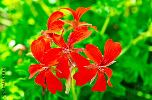red flower © Roman Gorielov