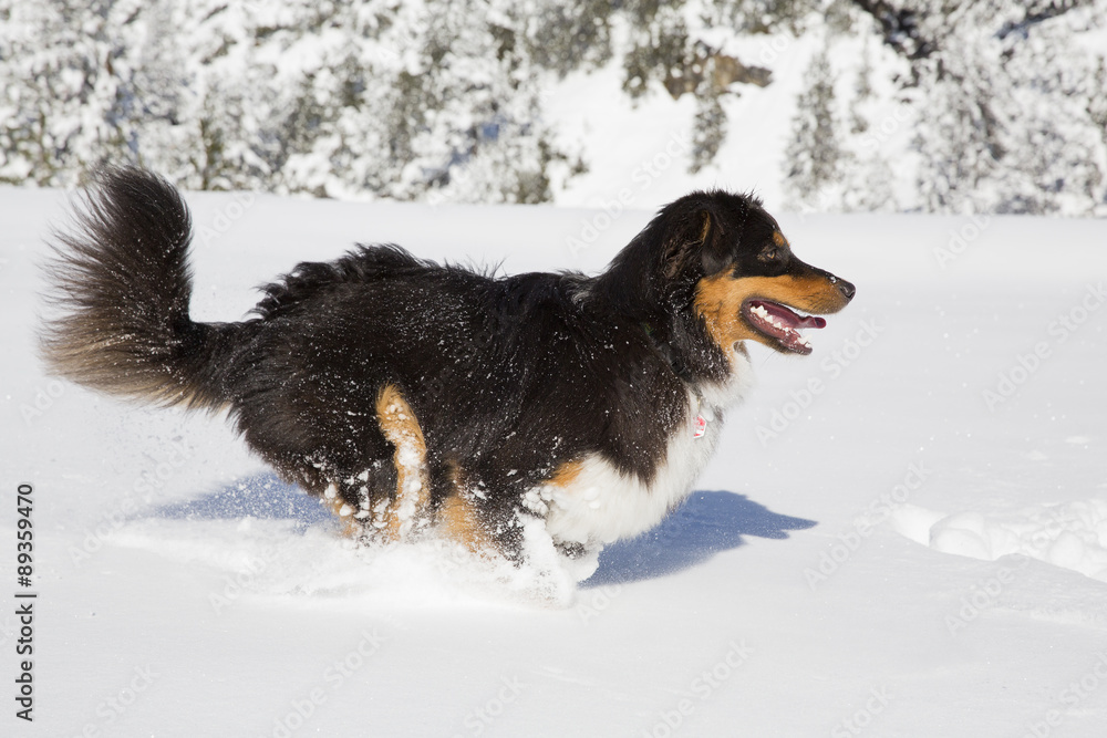 Australian Shepherd rennt durch den Schnee Australian Shepherd rennt durch den Schnee