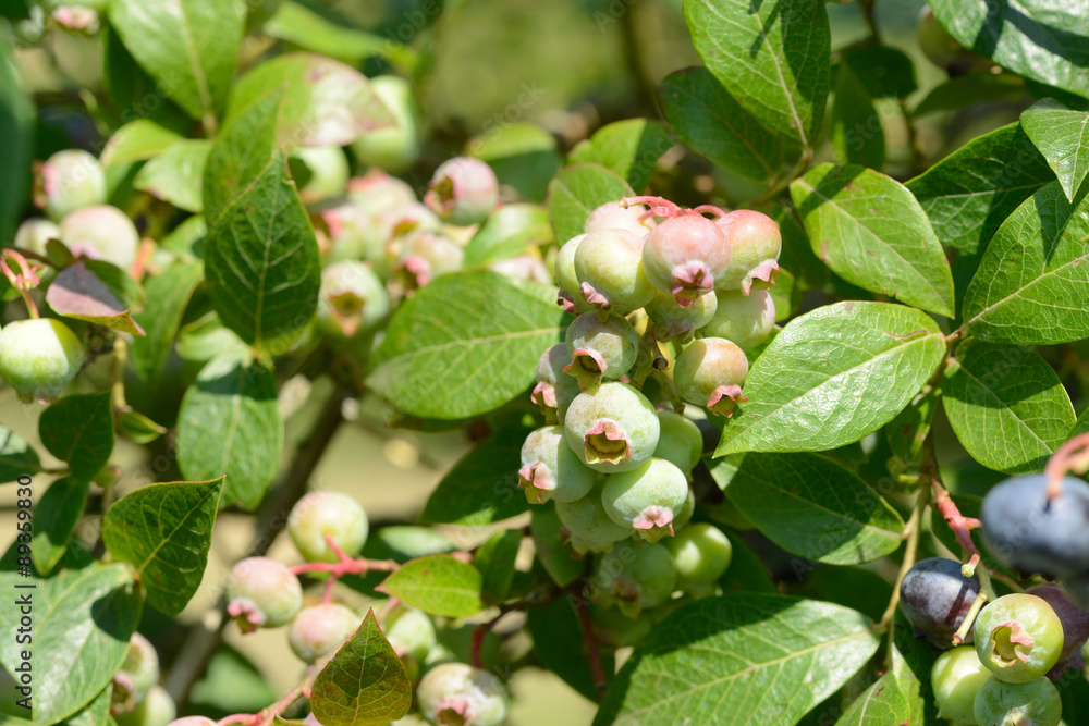 Fototapeta premium blueberries fruits hanging on blueberry plant