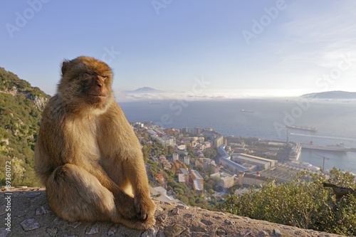 Berberaffe und Gibraltar © aussieanouk