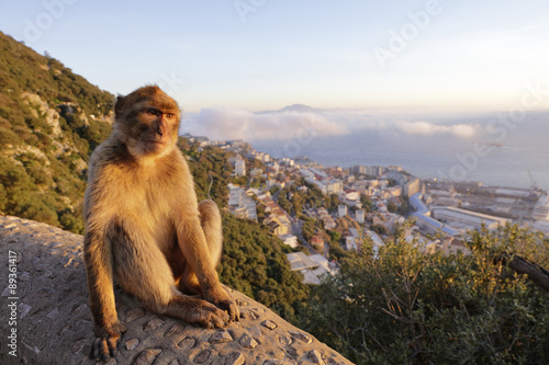 Berberaffe und Gibraltar