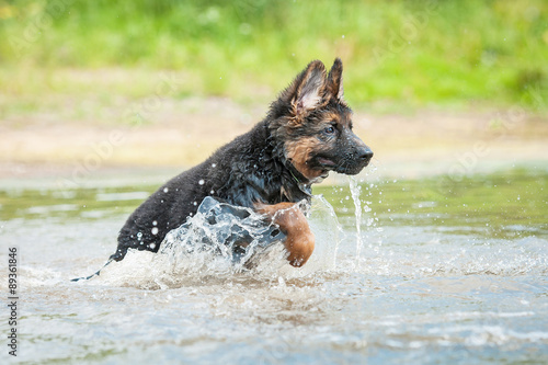 German shepherd puppy running in the water 