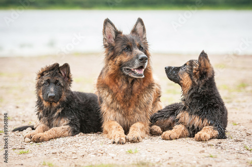 German shepherd dog with little puppies lying on the beach