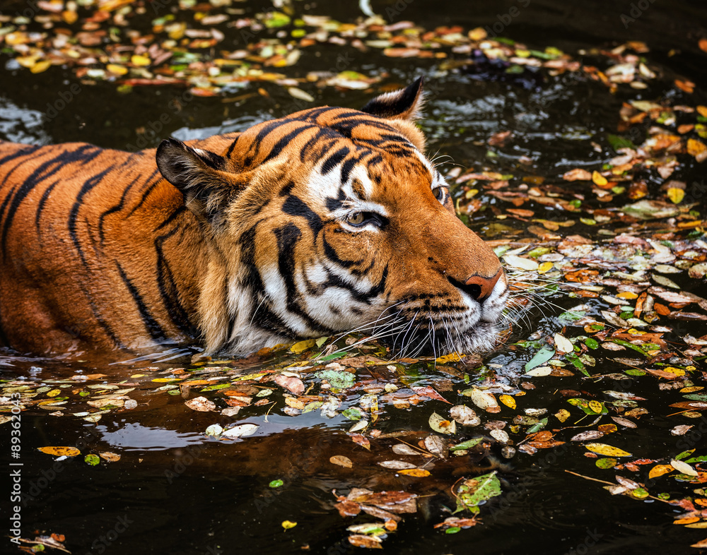 Obraz premium Young Sumatran tiger