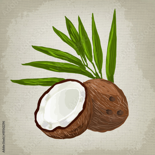 Vector illustration of fruit coconut