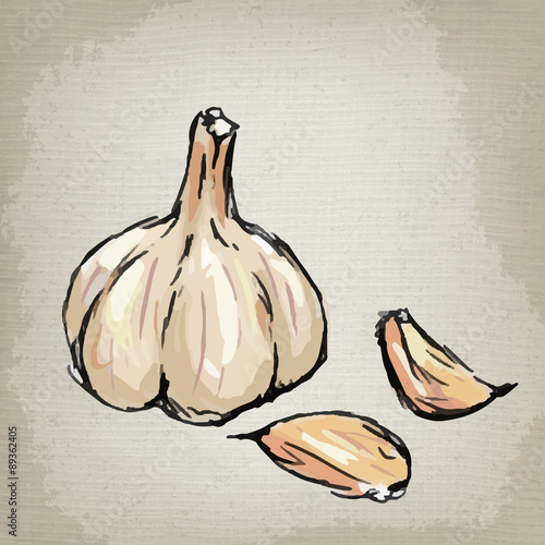 Fresh garlic. Vector illustration.