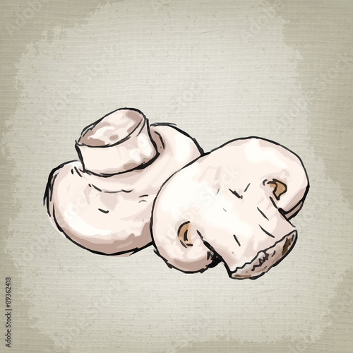 Vector illustration of mushrooms champignons