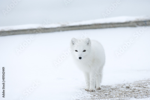 Polarfuchs