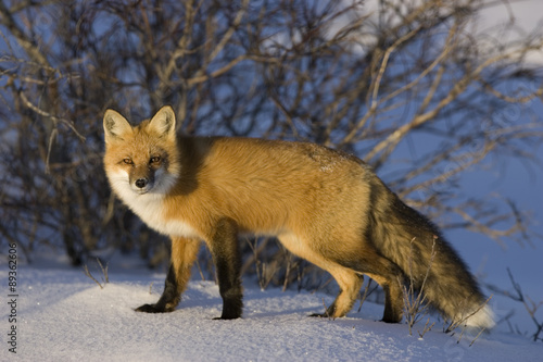 Rotfuchs auf der Jagd photo