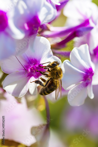 Медоносная пчела (Apis mellifera) на цветке Флокса (Phlox)