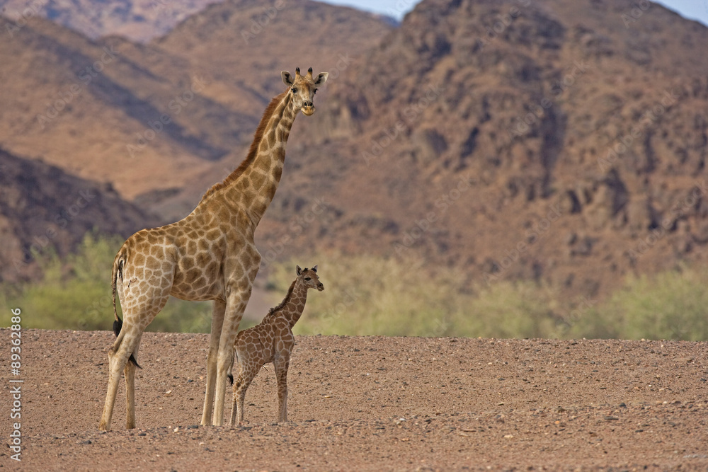 Obraz premium Wüstengiraffe mit Jungtier