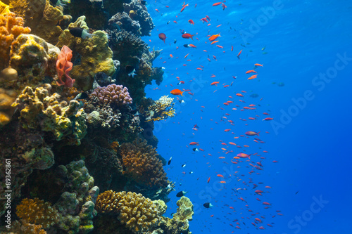Underwater coral reef © Jag_cz