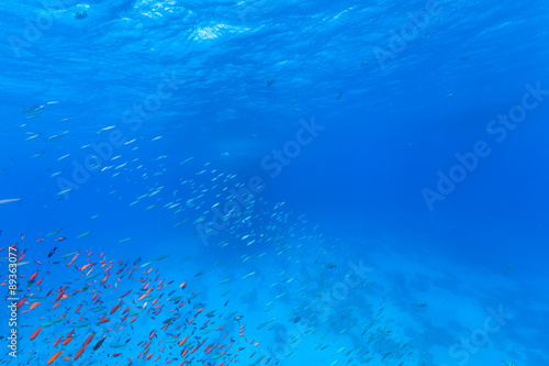 Underwater flock of fish