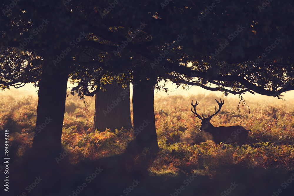 Obraz premium Red deer stag silhouette