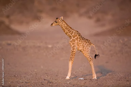 Obraz Junge Wüstengiraffe