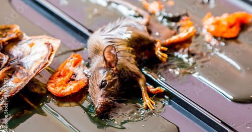 Fotografia Rat on trap
