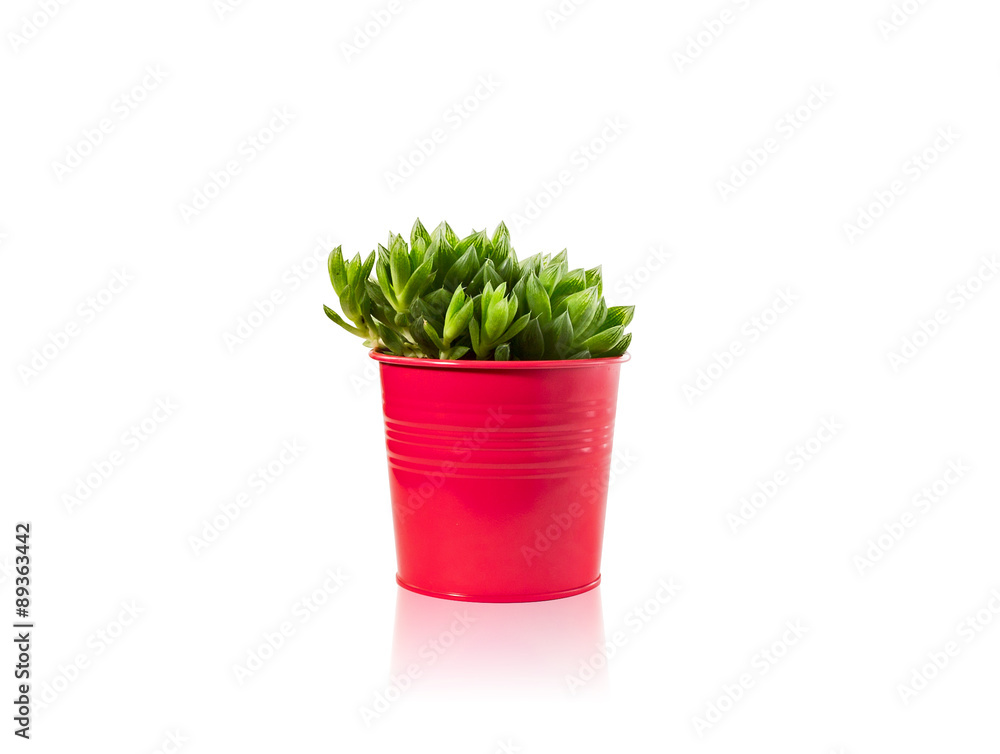 Haworthia succulent plant in vivid pot on white background with reflection
Haworthia succulent plant in vivid pot on white background with reflection
