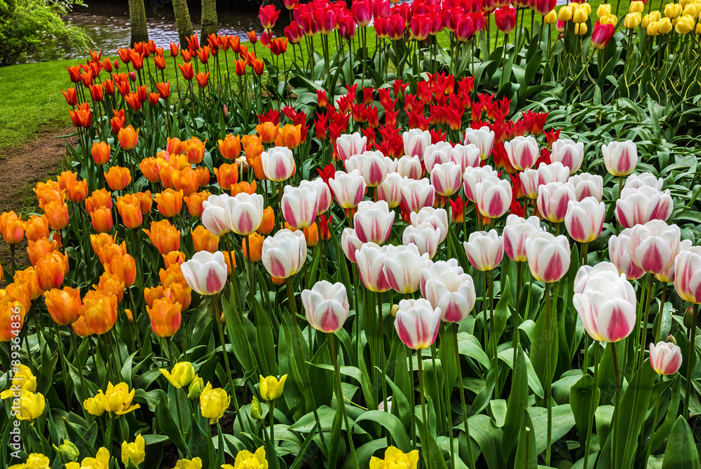 Tulips park Keukenhof - largest flower garden in Europe, Holland
