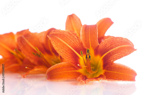 orange lily © Peredniankina