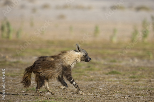 Schabrackenhyaene am Jagen